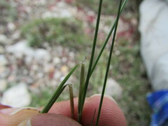 Aristida pansa