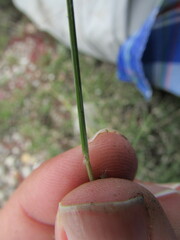 Aristida pansa
