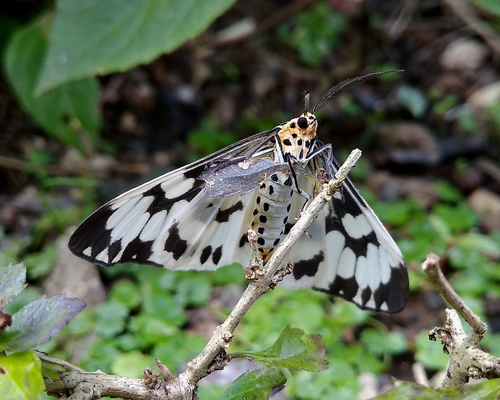 Marbled White Moth photo 4