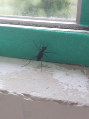 Odontocheila