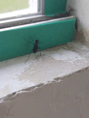 Odontocheila
