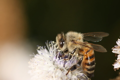 Apis mellifera