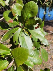 Terminalia buceras