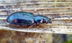 Bembidion guttula