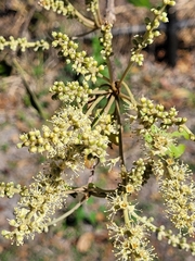 Terminalia buceras