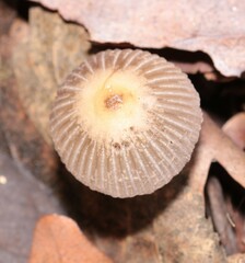 Coprinellus impatiens