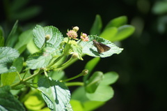 Miltomiges cinnamomea
