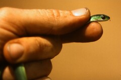 Philothamnus heterolepidotus