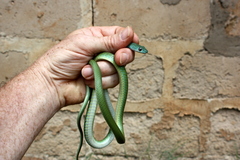 Philothamnus semivariegatus