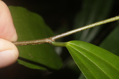 Sarcomphalus cinnamomum