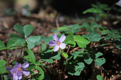 Oxalis oregana