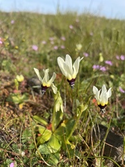 Primula clevelandii