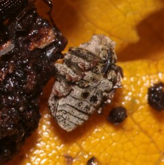 Ceutorhynchus pallidactylus