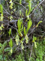 Oemleria cerasiformis