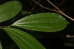Sarcomphalus cinnamomum