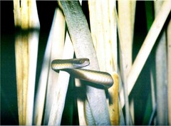 Lycodonomorphus rufulus