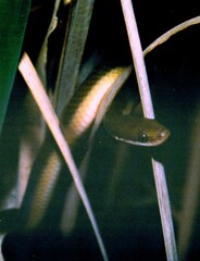 Lycodonomorphus rufulus