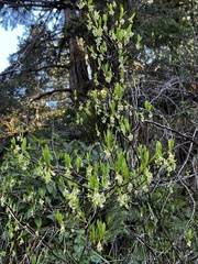 Oemleria cerasiformis