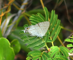 Hypolycaena philippus