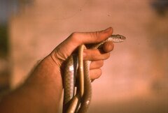 Psammophis mossambicus