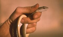 Psammophis mossambicus