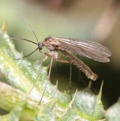 Mycetophilidae