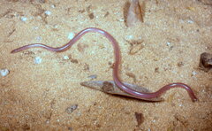 Myriopholis longicauda