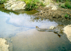 Python natalensis