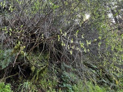 Oemleria cerasiformis