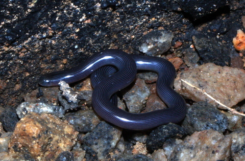 Common Lined Worm Snake