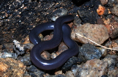 Afrotyphlops lineolatus