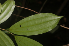 Sarcomphalus cinnamomum