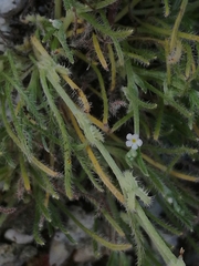 Pectocarya linearis ferocula