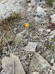 Trichoptilium incisum