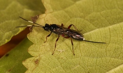 Cubocephalus anatorius
