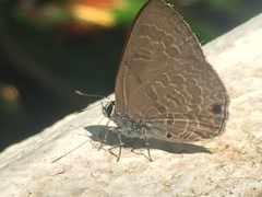 Anthene emolus goberus