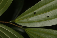 Sarcomphalus cinnamomum
