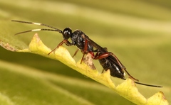 Cubocephalus anatorius