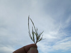 Muhlenbergia depauperata