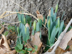 Narcissus