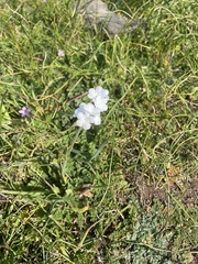 Plagiobothrys nothofulvus