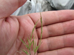 Muhlenbergia depauperata
