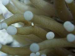 Ancylomenes sarasvati