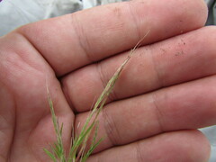 Muhlenbergia depauperata