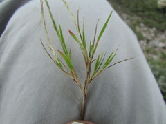 Muhlenbergia depauperata