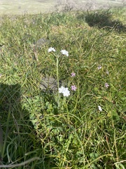 Plagiobothrys nothofulvus