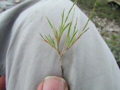 Muhlenbergia depauperata