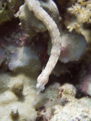 Corythoichthys haematopterus