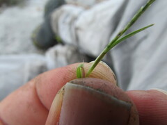 Muhlenbergia depauperata