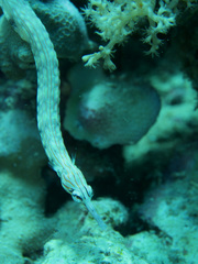 Corythoichthys haematopterus